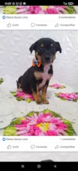 Tico