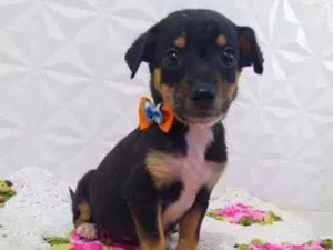 Cachorro raça Srd idade 2 a 6 meses nome Tico