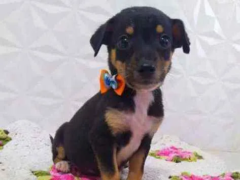 Cachorro ra a Srd idade 2 a 6 meses nome Tico