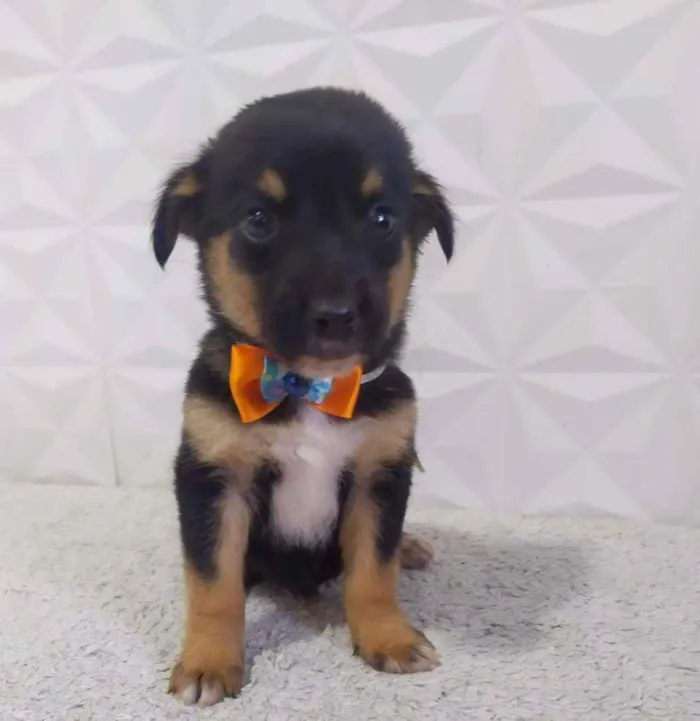 Cachorro ra a Srd idade 2 a 6 meses nome Luck