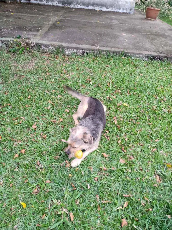 Cachorro raça Pastor idade 6 ou mais anos nome Layn