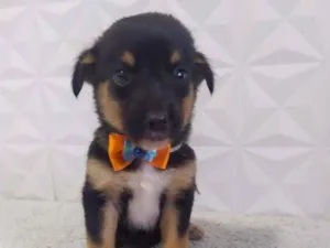 Cachorro raça Srd idade 2 a 6 meses nome Luck