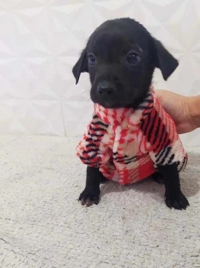 Cachorro ra a Srd idade 2 a 6 meses nome Tunico