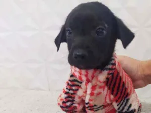Cachorro raça Srd idade 2 a 6 meses nome Tunico