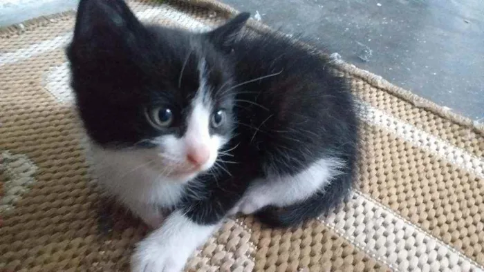 Gato ra a Não sei  idade Abaixo de 2 meses nome Não tem nome ainda