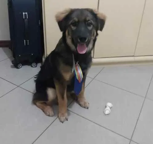 Cachorro raça Pastor com vira lata idade 7 a 11 meses nome Dartagnan