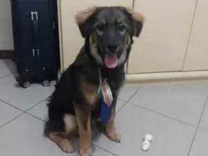 Cachorro raça Pastor com vira lata idade 7 a 11 meses nome Dartagnan