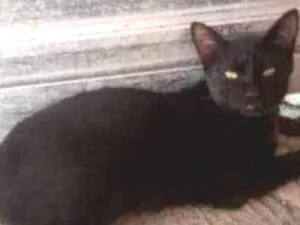 Gato raça  idade  nome Padilha e Zé