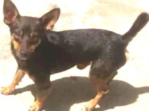 Cachorro raça  idade  nome Scooby Doo