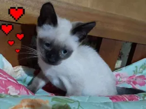 Gato raça SRD-ViraLata idade 2 a 6 meses nome Filhote