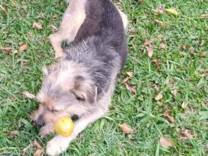 Cachorro raça Pastor idade 6 ou mais anos nome Layn