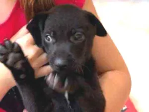 Cachorro raça SRD-ViraLata idade Abaixo de 2 meses nome Bud