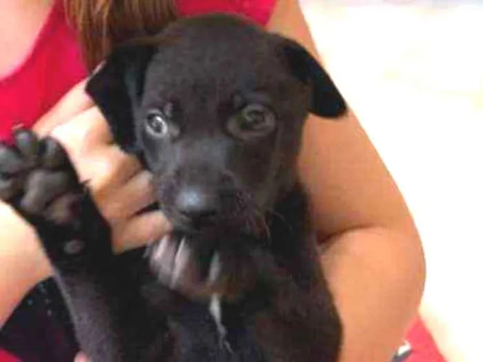 Cachorro ra a SRD-ViraLata idade Abaixo de 2 meses nome Bud
