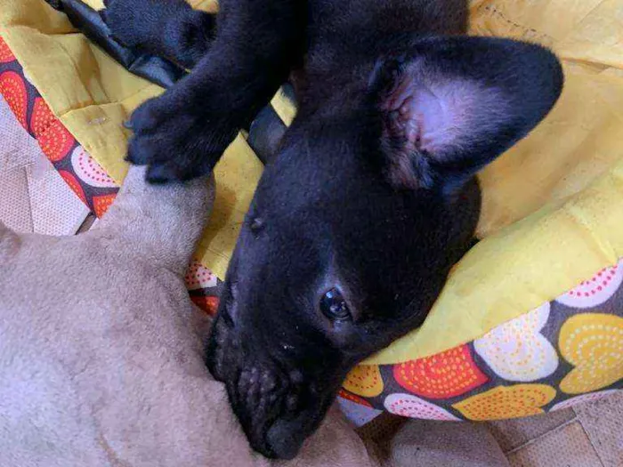 Cachorro ra a SRD idade 2 a 6 meses nome BUDY