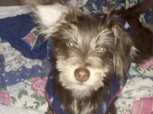 Cachorro raça Srd idade 1 ano nome Pingo lindo docil 