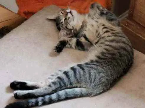 Gato ra a SRD idade 1 ano nome Zara