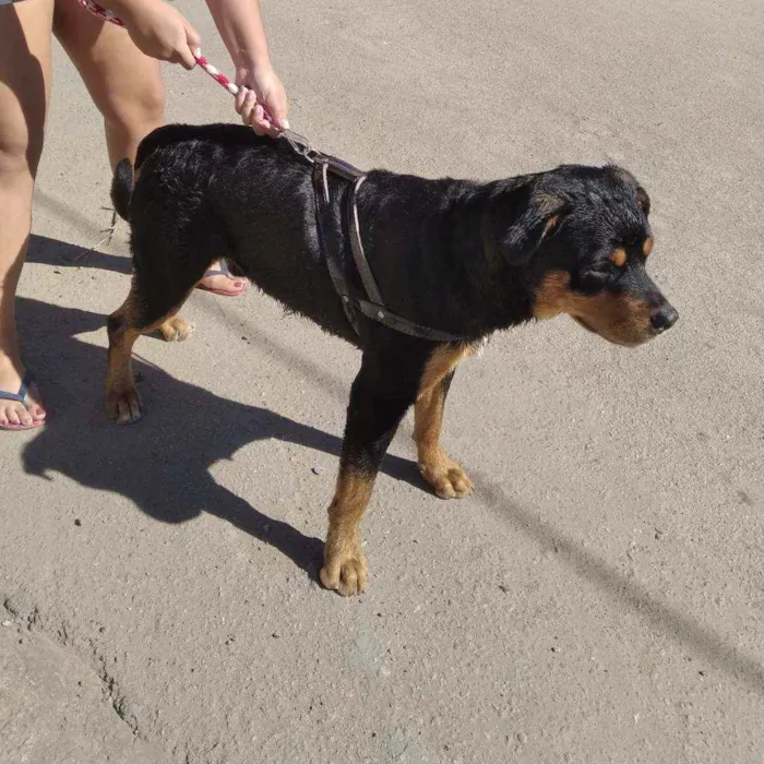 Cachorro ra a Rottweiler idade 1 ano nome Thor