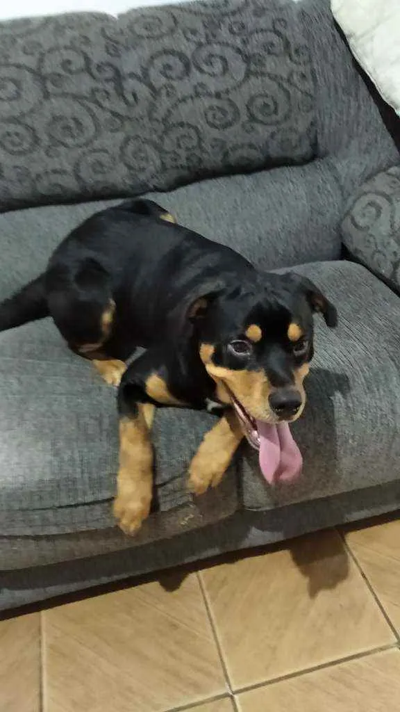 Cachorro ra a Rottweiler idade 1 ano nome Thor