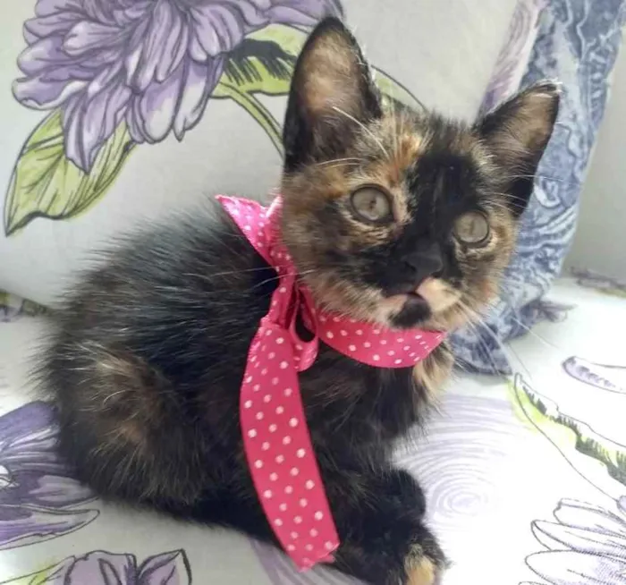 Gato ra a SRD idade 2 a 6 meses nome Mel 
