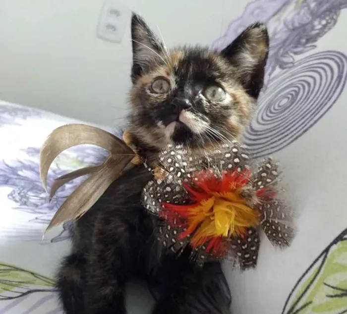 Gato ra a SRD idade 2 a 6 meses nome Mel 