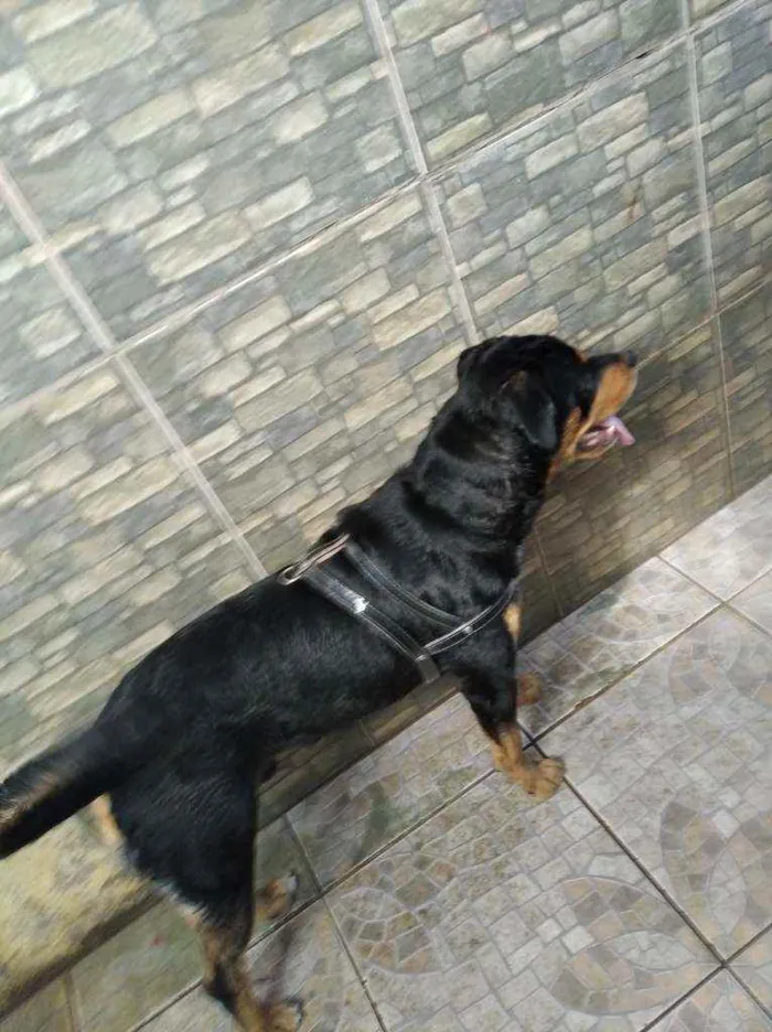 Cachorro ra a Rottweiler idade 1 ano nome Thor