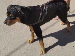 Cachorro raça Rottweiler idade 1 ano nome Thor