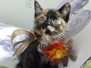 Gato raça SRD idade 2 a 6 meses nome Mel 