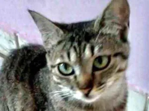 Gato raça Srd idade 2 a 6 meses nome Mimi bb linda 