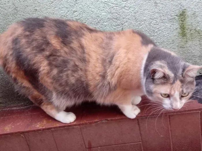 Gato raça Srd idade 1 ano nome Fumaça linda 