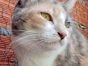 Gato raça Srd idade 1 ano nome Fumaça linda 