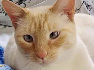 Gato raça Srd idade 1 ano nome Pepe lindo demais 