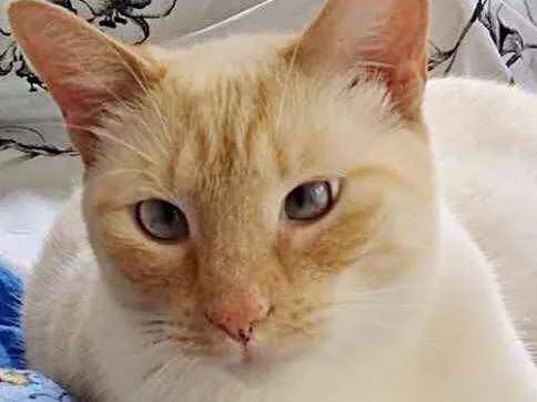 Gato raça Srd idade 1 ano nome Pepe lindo demais 