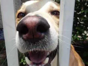Cachorro raça Srd idade 1 ano nome Trovão lindo demais 