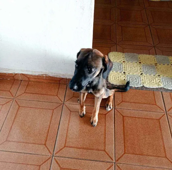 Cachorro ra a Vita lata idade 2 a 6 meses nome Neguinha