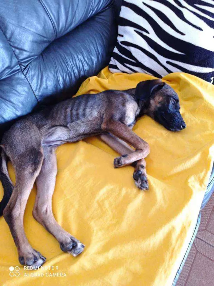 Cachorro ra a Vita lata idade 2 a 6 meses nome Neguinha