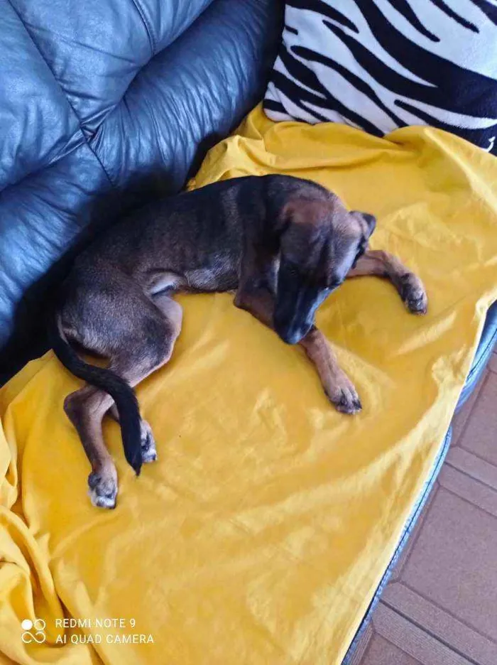 Cachorro ra a Vita lata idade 2 a 6 meses nome Neguinha