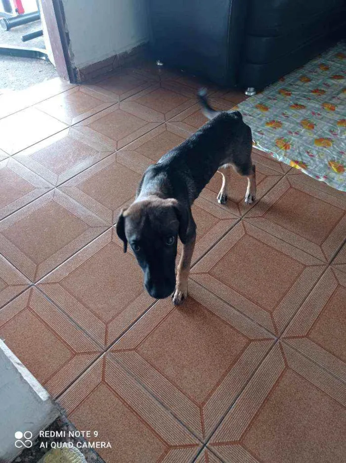 Cachorro ra a Vita lata idade 2 a 6 meses nome Neguinha