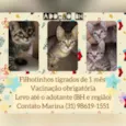 Filhotinhos 