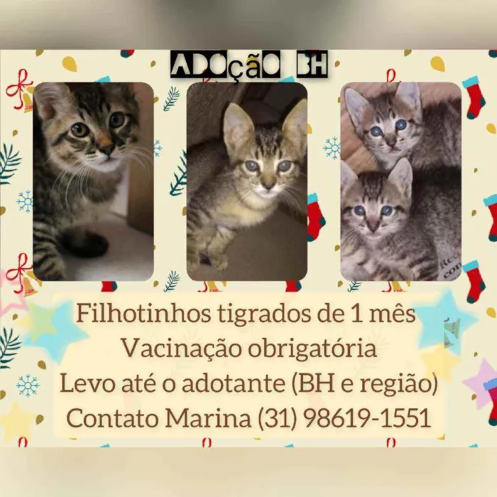Gato raça Srd idade Abaixo de 2 meses nome Filhotinhos 