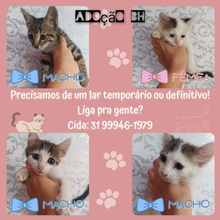 Gato raça Srd idade Abaixo de 2 meses nome Filhotinhos