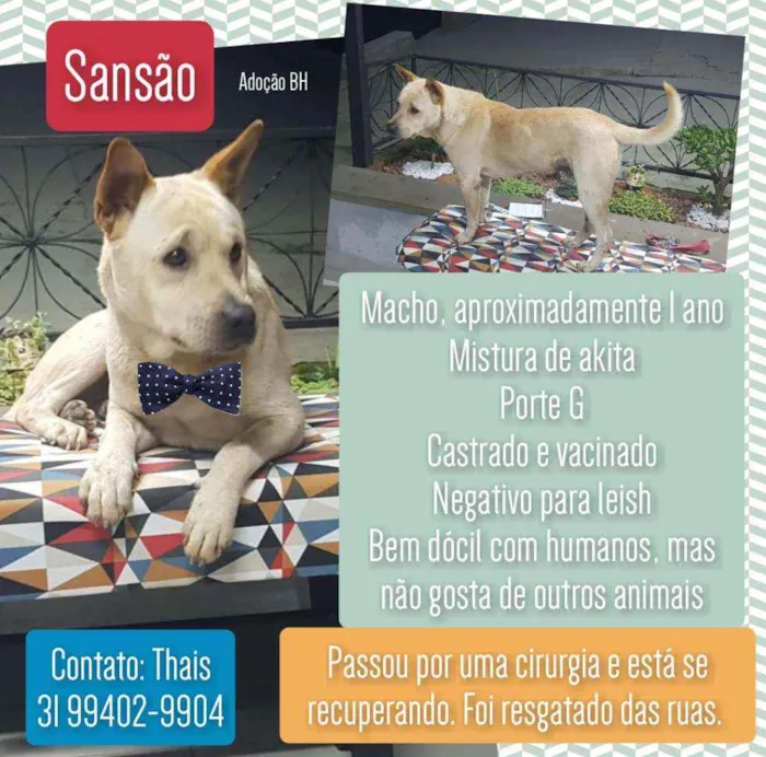 Cachorro raça Srd idade 1 ano nome Sansão 
