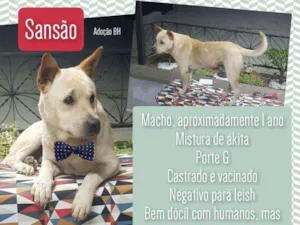 Cachorro raça Srd idade 1 ano nome Sansão 
