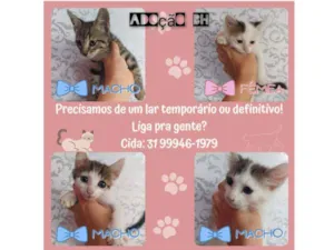 Gato raça Srd idade Abaixo de 2 meses nome Filhotinhos