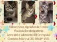 Filhotinhos 