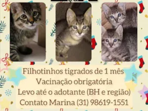 Gato raça Srd idade Abaixo de 2 meses nome Filhotinhos 