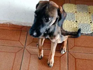 Cachorro raça Vita lata idade 2 a 6 meses nome Neguinha