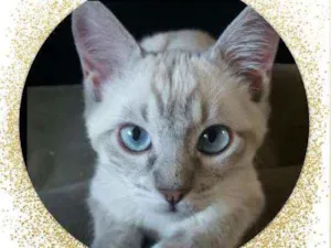 Gato raça Srd idade 2 a 6 meses nome Julia e Vitória