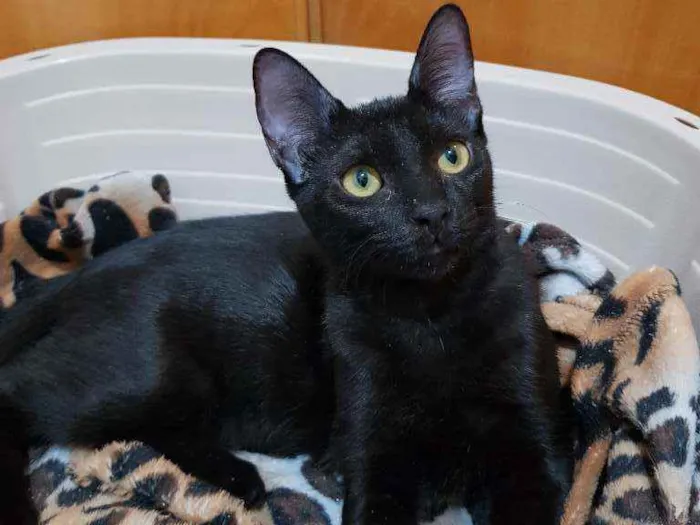 Gato ra a SRD idade 2 a 6 meses nome Zulú