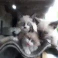 1,2,3,4,5