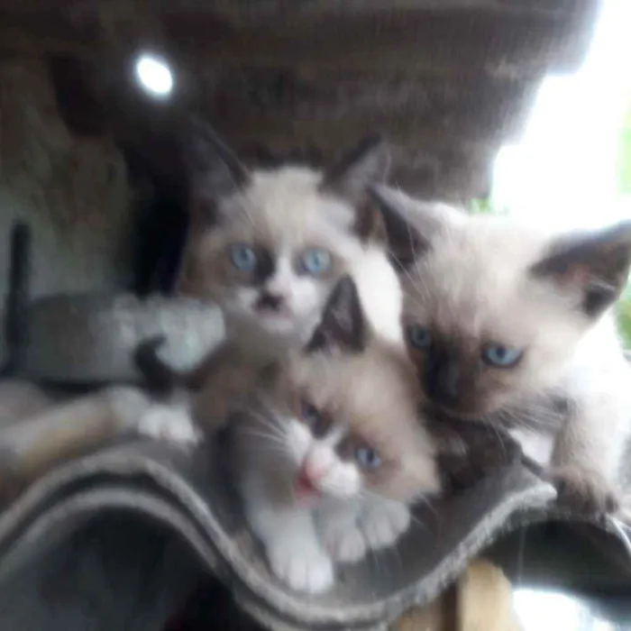 Gato ra a  idade Abaixo de 2 meses nome 1,2,3,4,5